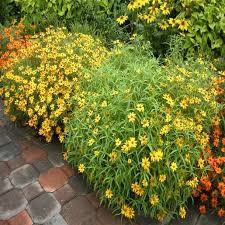 Image result for Zinnia angustifolia