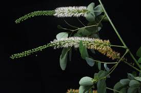 Image result for Entada gigas