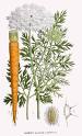 Wild Carrots and Queen Anneaposs Lace Eat The Weeds and other
