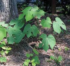 Image result for Hemarthria natans