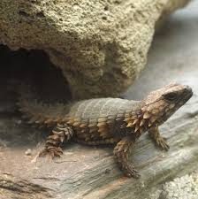 Ouroborus Cataphractus Lezard Animales Animaux