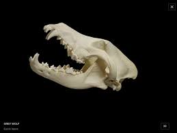 Grey Wolf Dog Skull Animal Skeletons Animal Bones