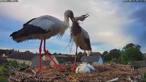 Livestream Storchennest Fohrde 2019 Leni Ben Zwei Storchenkinder Und Taglich Bebilderte Tagesberichte Rund Um Familie Storch Storch Nestchen Kinder