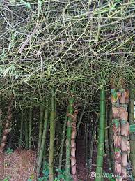 Image result for Bambusa