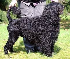 It is a fairly rare breed that has slightly webbed feet ideal for swimming. Cao De Agua Portugues Wikipedia