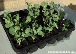 These results suggest that shading the soil (e.g., through addition of frond piles) and raising the water table may be the most effective ways to reduce peat carbon loss. Expert Advice On How Where And When To Grow Peas