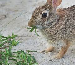 Check spelling or type a new query. Rabbit Resistant Perennials Shrubs Kb Johnson S Nursery