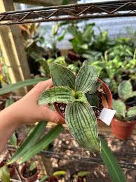 Image result for Sansevieria kirkii