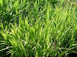 Image result for Chasmanthium