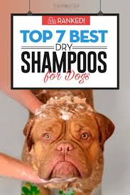 7 Safe Dry Shampoos For Dogs Dry Dog Shampoo Dog Spray Dog Shampoo