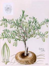 Image result for Ceropegia circinata