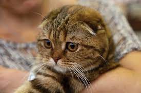 Where in scotland can i find a scottish wildcat? Scottish Fold Cat Brit