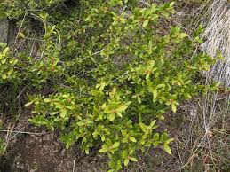 Image result for Clutia paxii