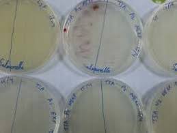 In products that are intended for human and animal consumption. Salmonella Chromogenic Agar Sca A The Magenta Color Of Samples P1a Download Scientific Diagram
