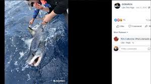 Provided to youtube by universal music groupcomment ça va (english language version) · the shortscomment ça va℗ 1983 universal music b.v.released on. Pico The Mako Shark Makes Stop Near North Carolina S Outer Banks 13newsnow Com