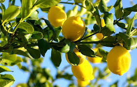 Check out our lemon tree flower selection for the very best in unique or custom, handmade pieces from our shops. 6 Amazing Things You Can Do With Lemons