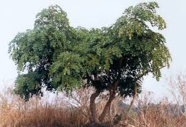 Image result for Albizia versicolor