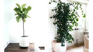 This is one of the easiest trees to grow indoors that tolerates lower light conditions. Wonderful Indoor Trees Low Light That Refreshing Your Space Youtube