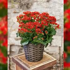 Image result for Kalanchoe