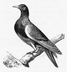 Black And White Pigeon Drawing Pretty Dove Drawing Vogels Kleuren Tekenen