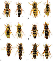 Image result for Limeum argute-carinatum