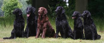 Our listings are from top breeders from around the country. Trends In Flat Coated Retrievers Betterbred Com