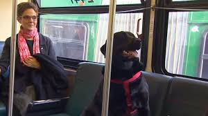 It is a popular program for dog owners that want their puppy to stop participating in unwanted behavior and respond to training commands. Dog Learned To Ride Bus Alone To Seattle Dog Park Video Abc News