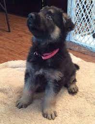 Welcome zane to ccpal rescue. German Shepherd Dog Puppy For Sale In San Antonio Tx Adn 45813 On Puppyfinder Com Gender Male Age 5 Puppies For Sale Dogs And Puppies German Shepherd Dogs