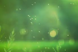 Located in colorado springs, it also serves the pikes peak region. Residential Commercial Gnat Control Removal Exterminator Services In Colorado Springs Co