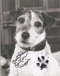 Precious pets almost home is a rescue group/foster home organization comprised of dedicated individuals that are joined together by their compassion and love for homeless cats and dogs. Uggie The Artist Head Shot Headshot With Original Paw Print Charity Von Muller Paw Print Dog Spaces Headshots