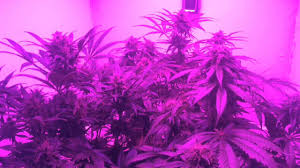 We did not find results for: Mars Hydro 300w Led Review Is It Really A Good Fit For Beginner