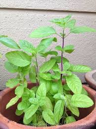It is a member of the lauraceae plant family. Goodyfoodies My Herb Fruit Garden