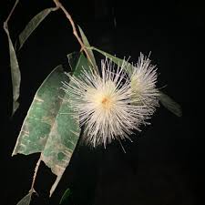Image result for Syzygium jambos