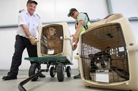 Maybe you would like to learn more about one of these? Pet Transport Cargo Heros