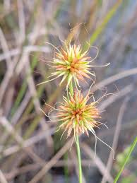 Image result for Rhynchosia zernyi