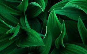 Download Wallpapers Green 3d Leaves Grass Eco Concepts Plants Leaves Besthqwallpapers Com Fondos De Pantalla Verde Fondo De Plantas Hojas
