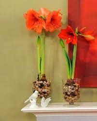 How To Plant And Care For Amaryllis Amaryllis Bulbs Amaryllis Plant Thanksgiving Decorations Diy Table