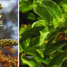 Image result for Combretum apiculatum