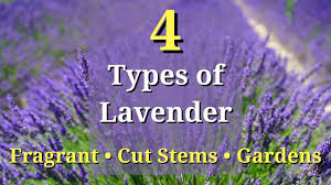 Lavender is an herbaceous perennial which means once established, it doesn't need much attention. 4 Types Of Lavender Plants Youtube