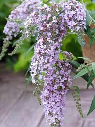 Maybe you would like to learn more about one of these? Buddleia Wisteria Lane Bluestone Perennials