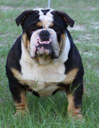To help people better understand bulldog coat color here are some examples of them! English Bulldog Colors Bing Images Bully Dog English Bulldog Bulldog
