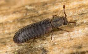 Tiny bugs on your windowsill could be any number of things, but common culprits are clover mites and carpet mites. Wood Destroying Insects A Guide To Common Wood Destroying Pests In Wa