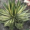 Agave is a genus of monocots native to the hot and arid regions of the americas, although some agave species are also native to tropical areas of south america. 1