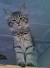 Pixie Bob Cat Price