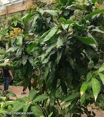 Image result for Ouratea