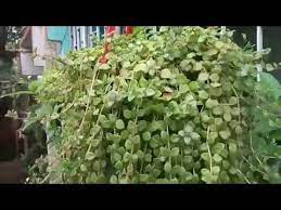 Check spelling or type a new query. Tangled Heart Plant Care N Propagation Youtube