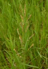 Image result for Leersia