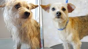 7 puppies born on 7/22/2021. Is The Chihuahua Terrier Mix Aggressive Or A Good Family Dog K9 Web