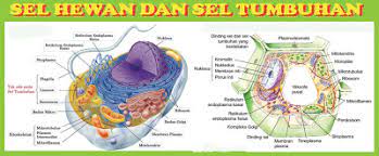 Sel merupakan unit terkecil dari mahluk hidup dengan tingkatan struktural terendah dalam menjalankan semua fungsi kehidupan. Berbagi Pengertian Sel Hewan Dan Sel Tumbuhan Beserta Gambarnya