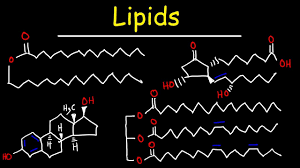 Image result for Lipid